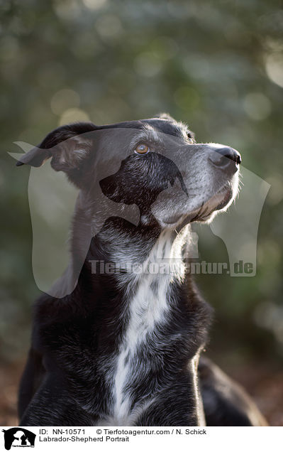 Labrador-Schferhund Portrait / Labrador-Shepherd Portrait / NN-10571