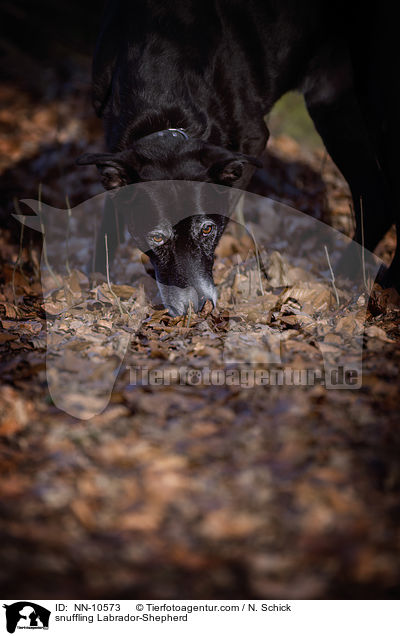 schnuppernder Labrador-Schferhund / snuffling Labrador-Shepherd / NN-10573