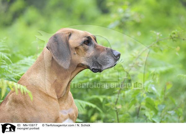 Rhodesian-Mix Portrait / mongrel portrait / NN-10817