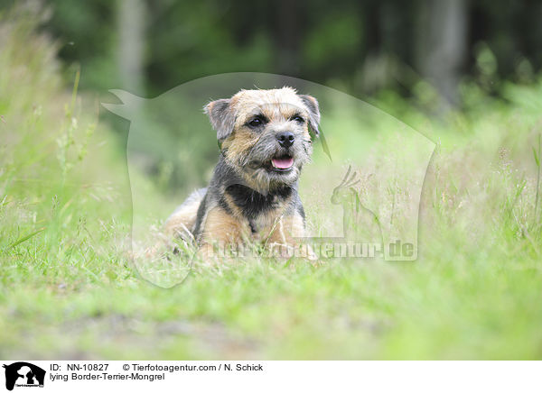 liegender Border-Terrier-Mix / lying Border-Terrier-Mongrel / NN-10827