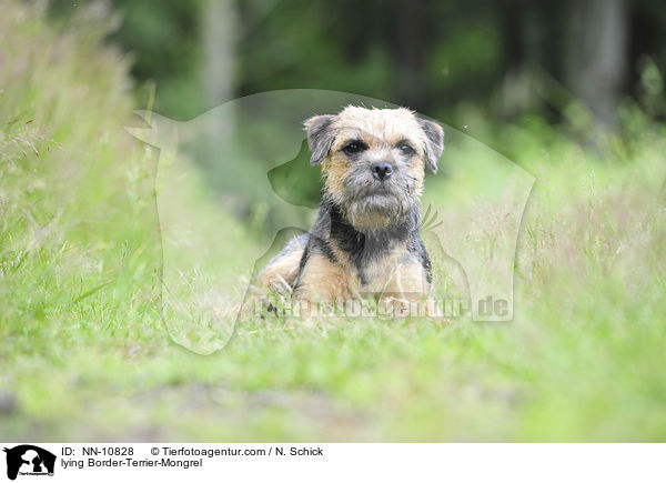 liegender Border-Terrier-Mix / lying Border-Terrier-Mongrel / NN-10828