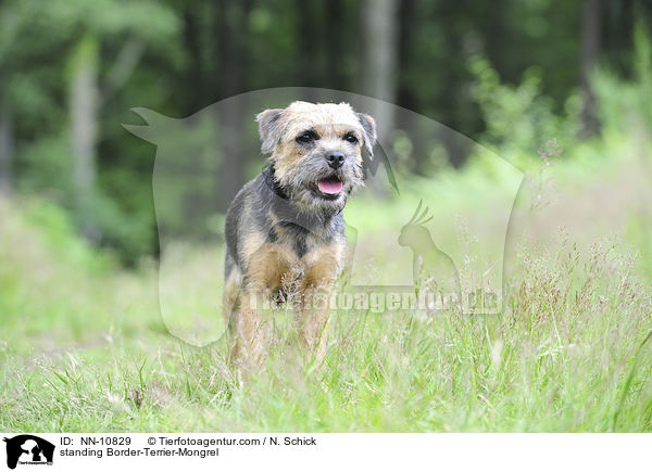 stehender Border-Terrier-Mix / standing Border-Terrier-Mongrel / NN-10829