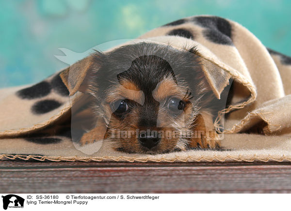 liegender Terrier-Mix Welpe / lying Terrier-Mongrel Puppy / SS-36180