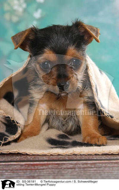 sitzender Terrier-Mix Welpe / sitting Terrier-Mongrel Puppy / SS-36181