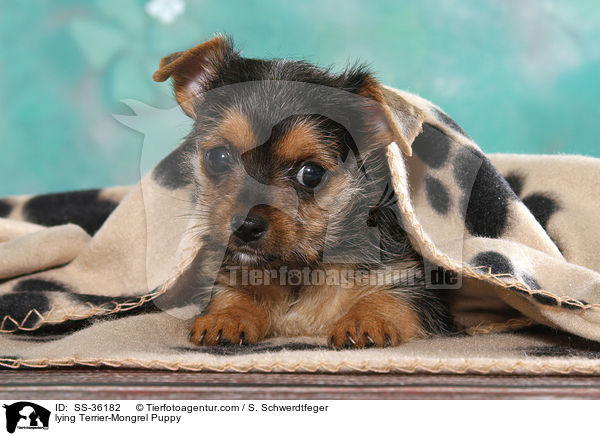 liegender Terrier-Mix Welpe / lying Terrier-Mongrel Puppy / SS-36182