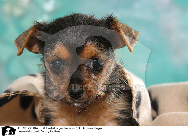 Terrier-Mix Welpe Portrait / Terrier-Mongrel Puppy Portrait / SS-36184