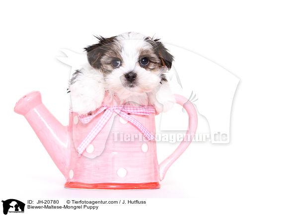 Biewer-Malteser-Mix Welpe / Biewer-Maltese-Mongrel Puppy / JH-20780