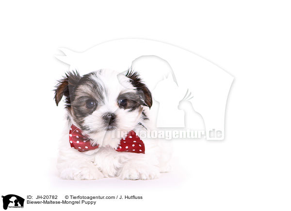 Biewer-Malteser-Mix Welpe / Biewer-Maltese-Mongrel Puppy / JH-20782