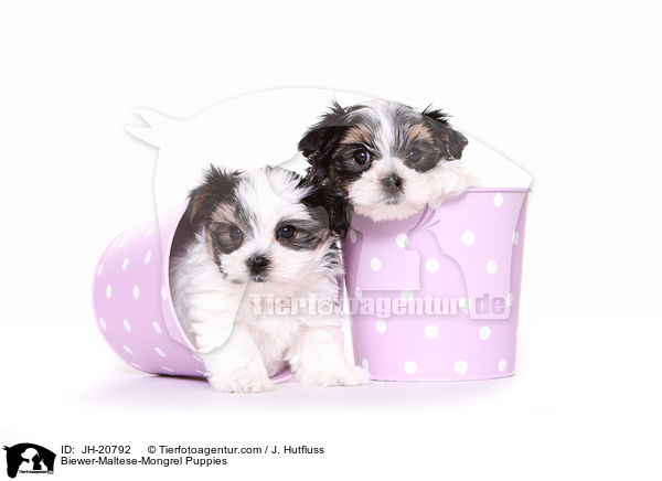 Biewer-Malteser-Mix Welpen / Biewer-Maltese-Mongrel Puppies / JH-20792