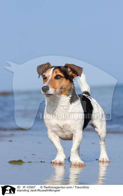 standing Jack-Russell-Mongrel / IF-10997