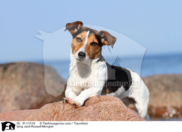 lying Jack-Russell-Mongrel / IF-11016