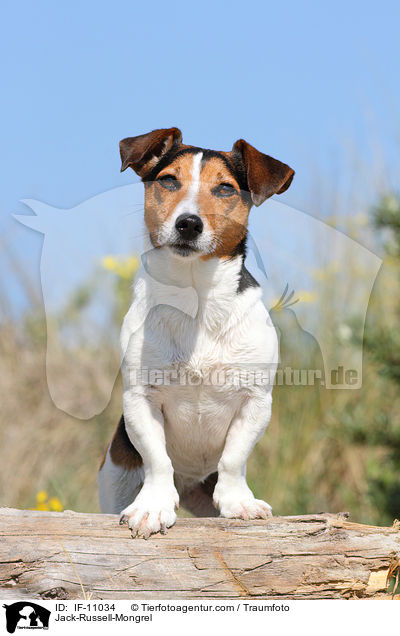 Jack-Russell-Mongrel / IF-11034