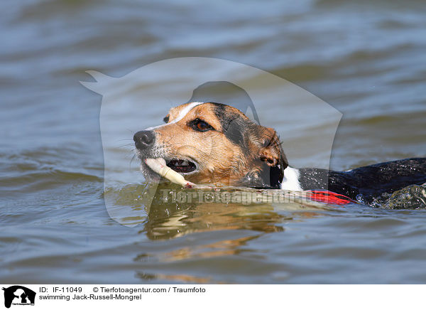 schwimmender Jack-Russell-Mix / swimming Jack-Russell-Mongrel / IF-11049