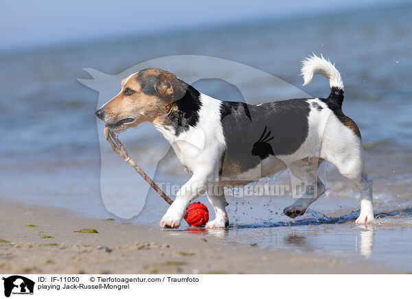 spielender Jack-Russell-Mix / playing Jack-Russell-Mongrel / IF-11050