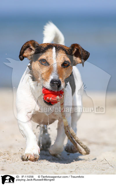 spielender Jack-Russell-Mix / playing Jack-Russell-Mongrel / IF-11056