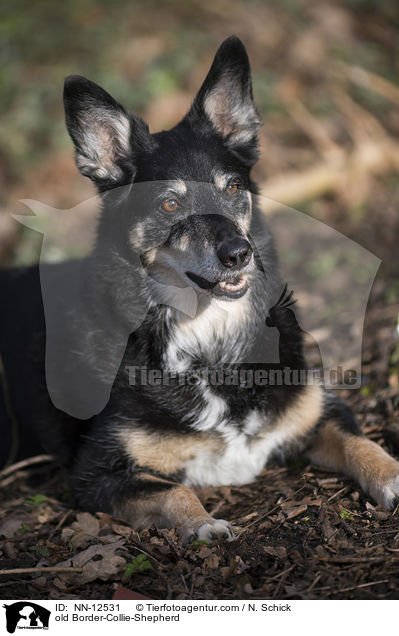 alter Border-Collie-Schferhund / old Border-Collie-Shepherd / NN-12531