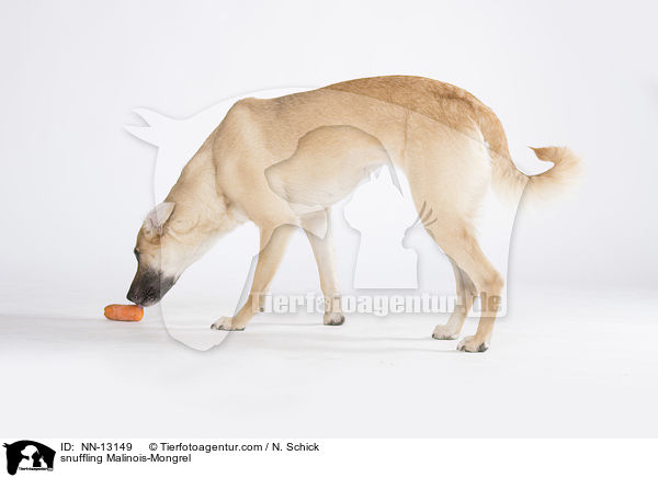 schnuppernder Malinois-Mix / snuffling Malinois-Mongrel / NN-13149