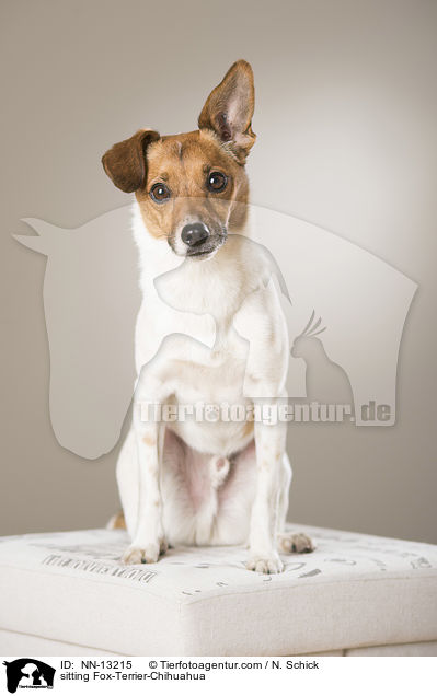 sitting Fox-Terrier-Chihuahua / NN-13215