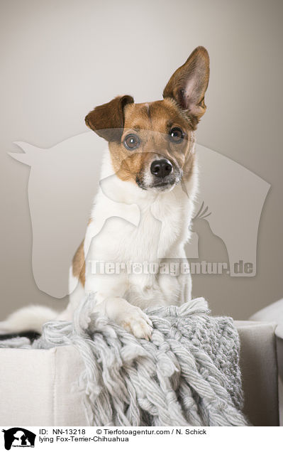 liegender Fox-Terrier-Chihuahua / lying Fox-Terrier-Chihuahua / NN-13218