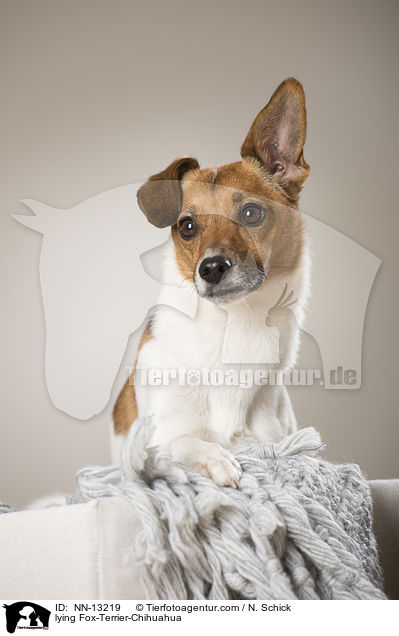 liegender Fox-Terrier-Chihuahua / lying Fox-Terrier-Chihuahua / NN-13219