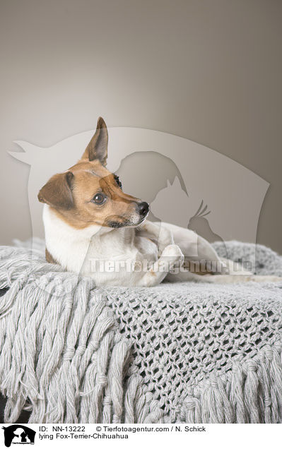 liegender Fox-Terrier-Chihuahua / lying Fox-Terrier-Chihuahua / NN-13222