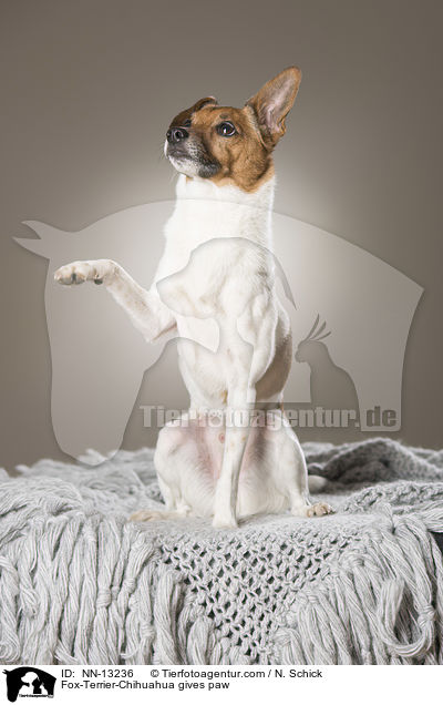 Fox-Terrier-Chihuahua gibt Pftchen / Fox-Terrier-Chihuahua gives paw / NN-13236