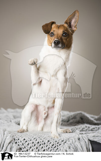 Fox-Terrier-Chihuahua gibt Pftchen / Fox-Terrier-Chihuahua gives paw / NN-13237