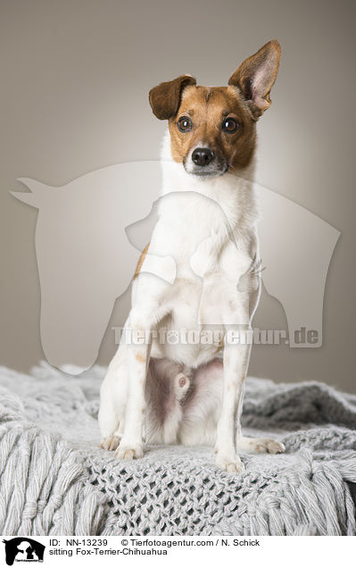 sitzender Fox-Terrier-Chihuahua / sitting Fox-Terrier-Chihuahua / NN-13239