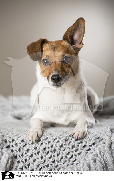 lying Fox-Terrier-Chihuahua / NN-13243