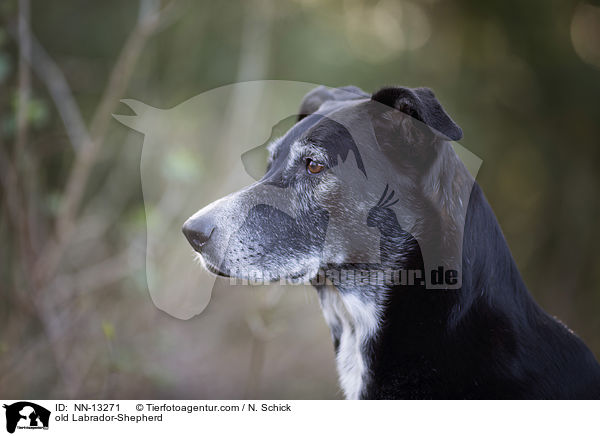 alter Labrador-Schferhund / old Labrador-Shepherd / NN-13271