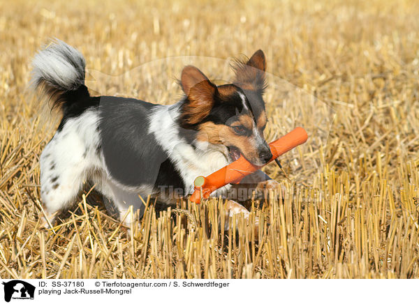 spielender Jack-Russell-Mix / playing Jack-Russell-Mongrel / SS-37180