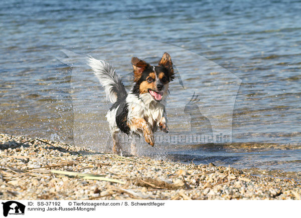 rennender Jack-Russell-Mix / running Jack-Russell-Mongrel / SS-37192