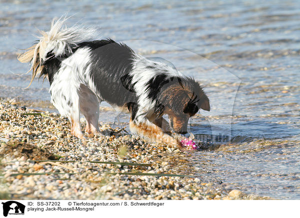 spielender Jack-Russell-Mix / playing Jack-Russell-Mongrel / SS-37202