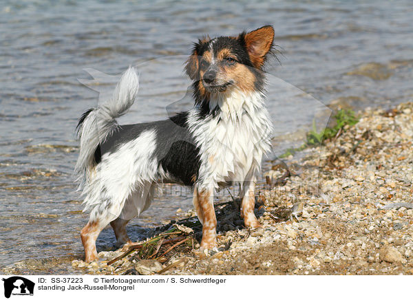 stehender Jack-Russell-Mix / standing Jack-Russell-Mongrel / SS-37223