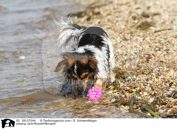 spielender Jack-Russell-Mix / playing Jack-Russell-Mongrel / SS-37244