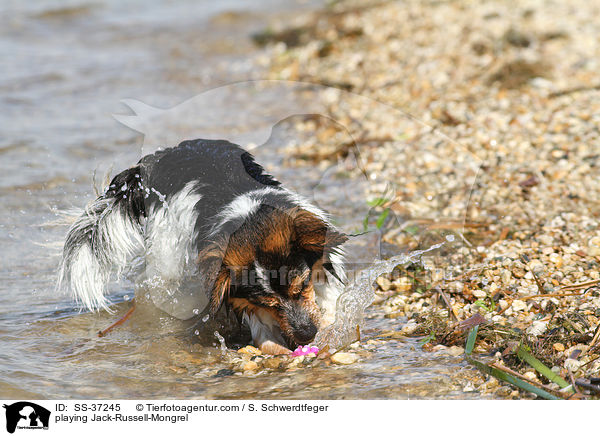 spielender Jack-Russell-Mix / playing Jack-Russell-Mongrel / SS-37245