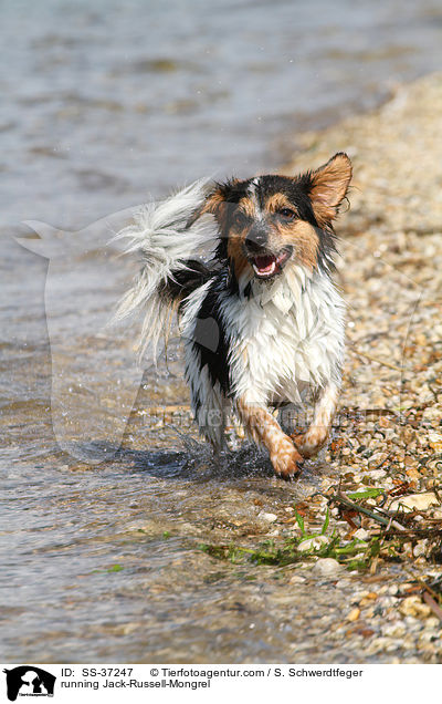 rennender Jack-Russell-Mix / running Jack-Russell-Mongrel / SS-37247