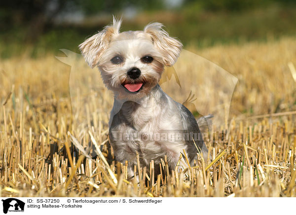 sitzender Malteser-Yorkshire / sitting Maltese-Yorkshire / SS-37250