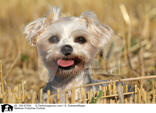 Malteser-Yorkshire Portrait / Maltese-Yorkshire Portrait / SS-37254