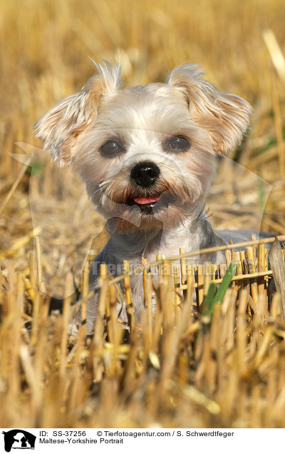 Malteser-Yorkshire Portrait / Maltese-Yorkshire Portrait / SS-37256