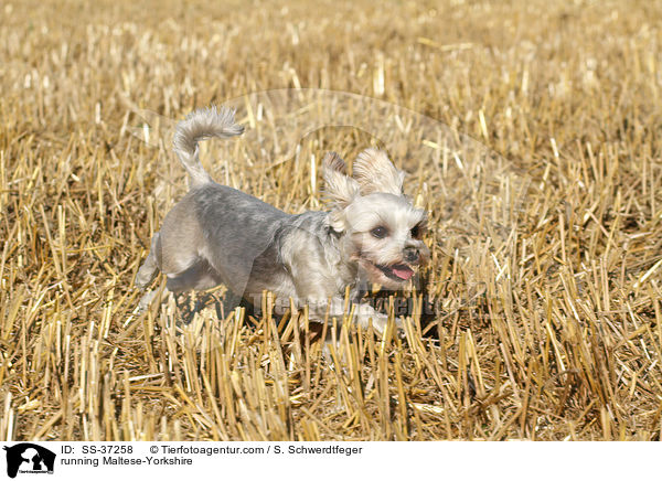 rennender Malteser-Yorkshire / running Maltese-Yorkshire / SS-37258