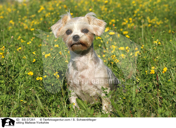 sitzender Malteser-Yorkshire / sitting Maltese-Yorkshire / SS-37261