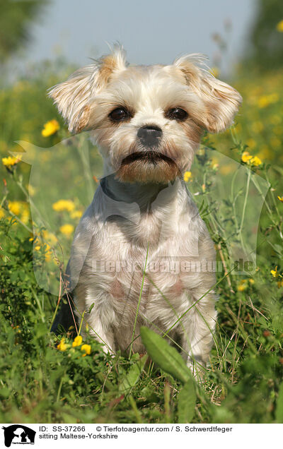 sitzender Malteser-Yorkshire / sitting Maltese-Yorkshire / SS-37266