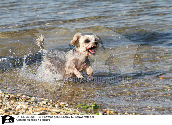 rennender Malteser-Yorkshire / running Maltese-Yorkshire / SS-37268