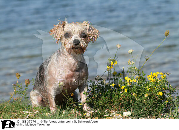 sitzender Malteser-Yorkshire / sitting Maltese-Yorkshire / SS-37276