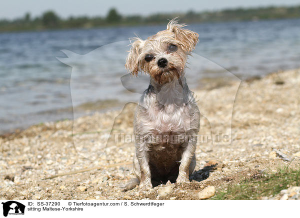 sitzender Malteser-Yorkshire / sitting Maltese-Yorkshire / SS-37290