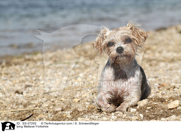 liegender Malteser-Yorkshire / lying Maltese-Yorkshire / SS-37292