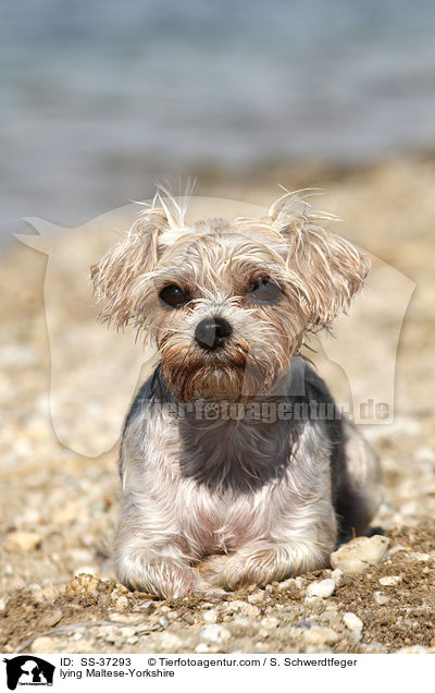 liegender Malteser-Yorkshire / lying Maltese-Yorkshire / SS-37293