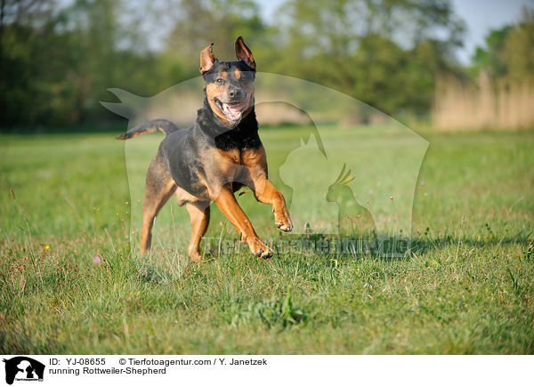 rennender Rottweiler-Schferhund / running Rottweiler-Shepherd / YJ-08655