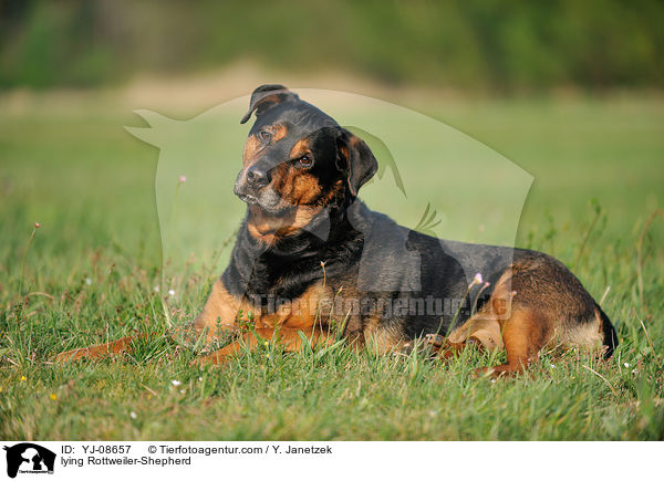 lying Rottweiler-Shepherd / YJ-08657